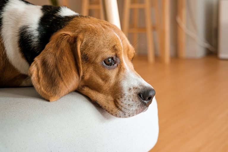 Kidney Disease in Dogs
